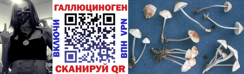 Псилоцибиновые грибы мицелий Долгопрудный